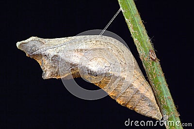 Swallowtail Butterfly Pupa 2 Stock Photo