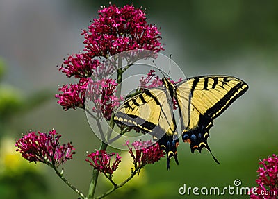 A Swallowtail Butterfly of the two-tailed variety draped over a Red Valerian flower Stock Photo