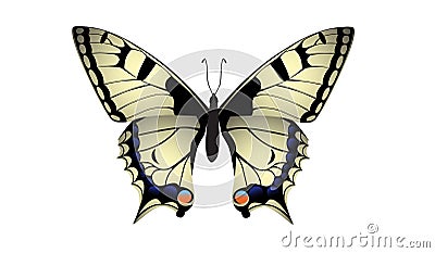 Swallowtail butterfly vector Stock Photo