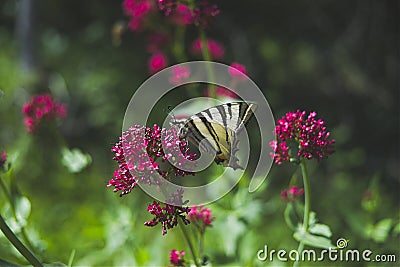 Swallowtail Butterfly wings on of Alyssum flowers Stock Photo