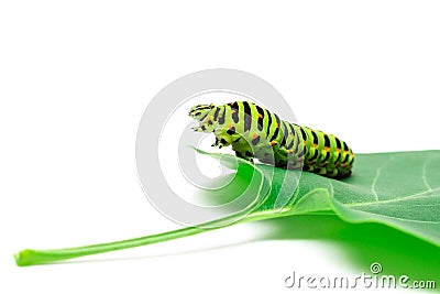 Swallowtail caterpillar white background Stock Photo