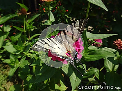 Swallowtail on a flower Stock Photo