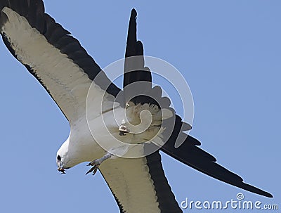 Swallowtail kite flying while eating a grasshopper with blue sky background Stock Photo