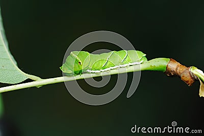 Swallowtail larva Stock Photo