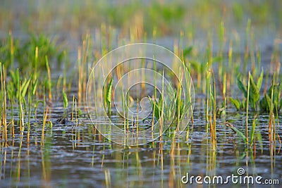 Swamp Stock Photo