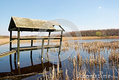 Swamp Stock Photo