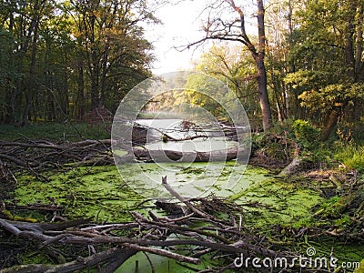 Swamp Stock Photo