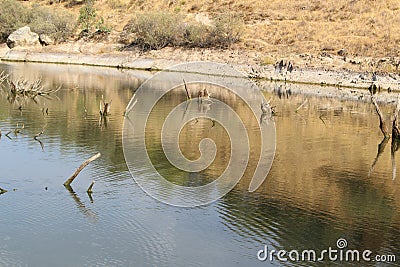 Swamp area with little water and dry trunks of small trees Stock Photo