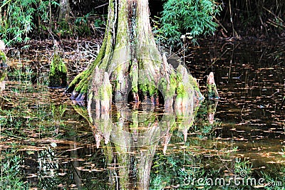 Bald Cypress Tree Stock Photo