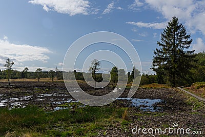 Swamp in beglium called Hautes Fagnes Stock Photo