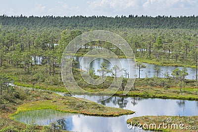 Swamp, birches, pines and blue water. Evening sunlight in bog. Reflection of marsh trees. Fen, lakes, forest. Moor in summer Stock Photo