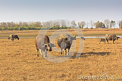 Swamp buffalo, Asian, Thailand Stock Photo