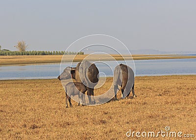 Swamp buffalo, Asian, Thailand Stock Photo