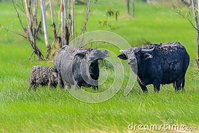 Swamp buffalo standing in pasture. Stock Photo