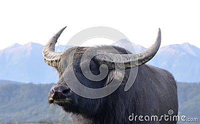 Swamp buffalo Stock Photo