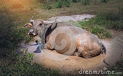 Swamp Buffalo soaked happily in mud water on summer at the rural village in Thailand Stock Photo