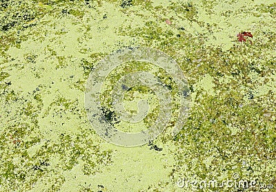 Swamp Stock Photo