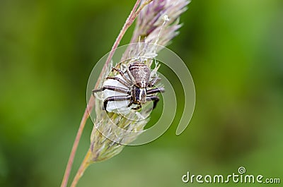 The swamp crab spider on the eggs Stock Photo