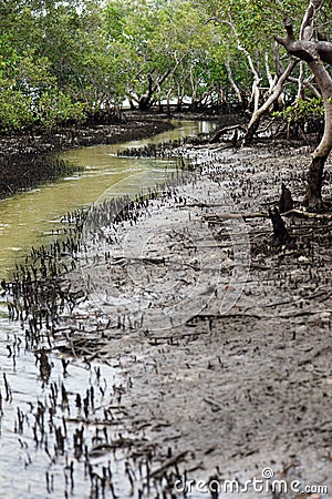 Swamp Stock Photo