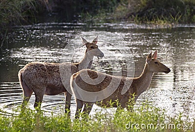 Swamp deers Stock Photo