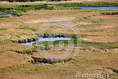 Swamp Stock Photo