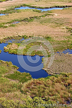 Swamp Stock Photo