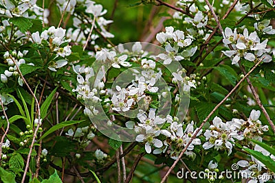 Swamp Dewberry Flowers Rubus hispidus Stock Photo