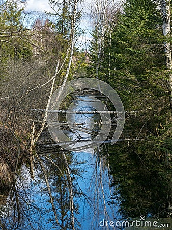 Swamp ditch in spring, trees and sky shine in water Stock Photo