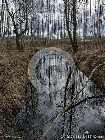 Swamp ditch in spring, trees and sky shine in water Stock Photo