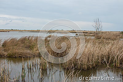 Swamp on Ermak Island in the Danube Biosphere Reserve near the town of Vylkove. Ukraine Stock Photo