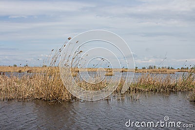 Swamp on Ermak Island in the Danube Biosphere Reserve near the town of Vylkove. Ukraine Stock Photo