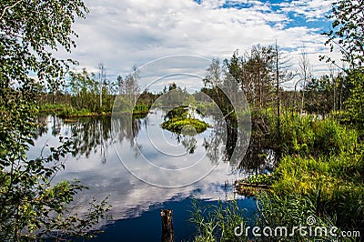 Swamp forest. Stock Photo