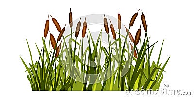 Swamp grass illustration, vector reed plant, marsh bush, pond cattail shrub, cartoon nature clipart. Stock Photo