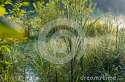 Swamp greenery Stock Photo