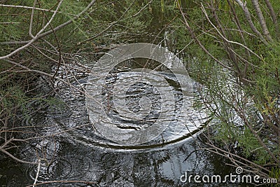 Swamp greenery. Green, plants. Stock Photo