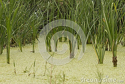 Swamp greenery. Green, plants. Stock Photo