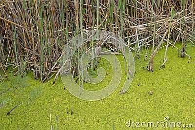 Swamp greenery. Green, plants. Stock Photo