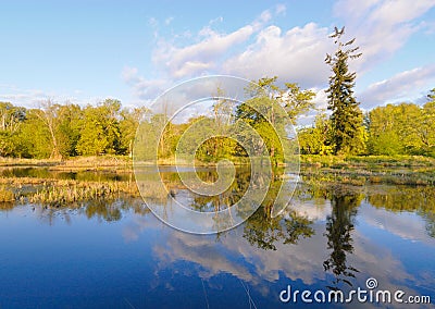 Swamp lake and green forest Stock Photo