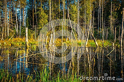 Swamp lake landscape Stock Photo