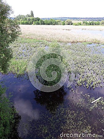 Swamp lake Stock Photo