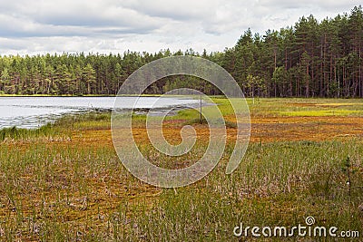 Swamp at lake shores beside pine tree forest. Nordic nature in summer Stock Photo