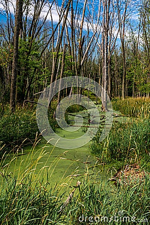 Swamp Land In Mequon Wisconsin Stock Photo