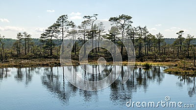 Swamp landscape with blue sky and water, traditional swamp plants, mosses and trees, bog in summer Stock Photo