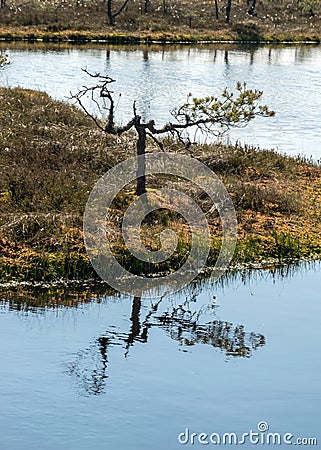 Swamp landscape with blue sky and water, traditional swamp plants, mosses and trees, bog in summer Stock Photo