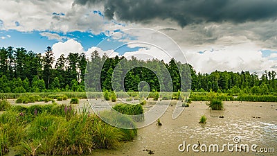 Swamp landscape, bushes, plants. Stock Photo