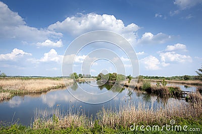 Swamp landscape with grass Stock Photo