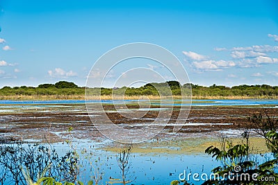 Swamp landscape in Puerto Madero, nature and water Stock Photo