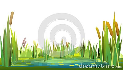 Swamp landscape with reed and cattail. Isolated element. Horizontally composition. Overgrown pond shore. Illustration Vector Illustration