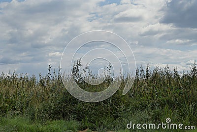 Swamp landscape reed plants Stock Photo