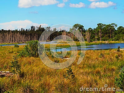 Swamp landscape Stock Photo